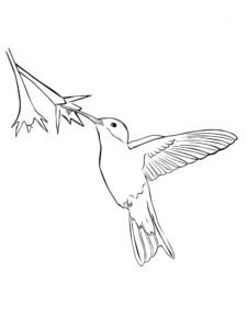 Hummingbird coloring page