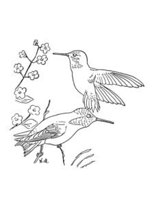 Hummingbird coloring page