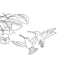 Hummingbird coloring page