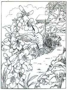 Hummingbird coloring page