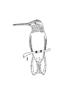 Hummingbird coloring page