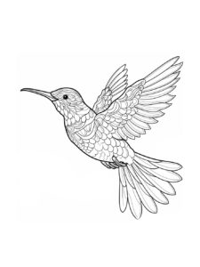 Hummingbird coloring page