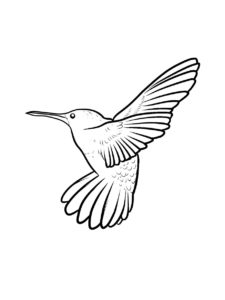 Hummingbird coloring page