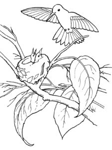 Hummingbird coloring page