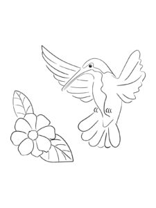 Hummingbird coloring page