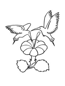 Hummingbird coloring page