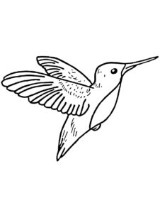 Hummingbird coloring page