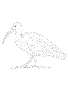 Ibis coloring page