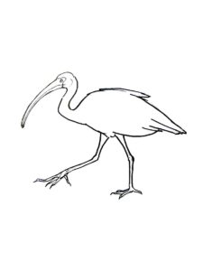 Ibis coloring page