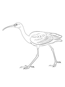 Ibis coloring page