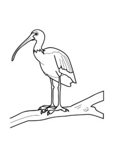 Ibis coloring page