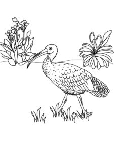 Ibis coloring page