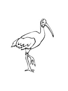 Ibis coloring page