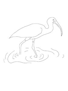 Ibis coloring page