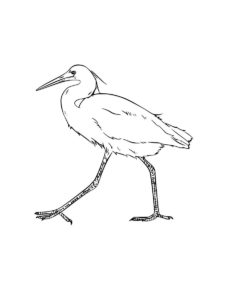 Ibis coloring page