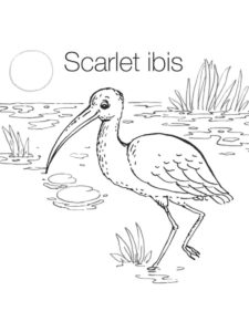 Ibis coloring page