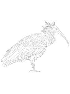 Ibis coloring page