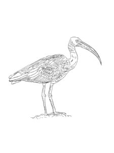 Ibis coloring page