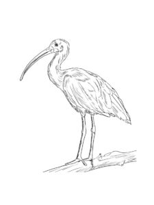 Ibis coloring page