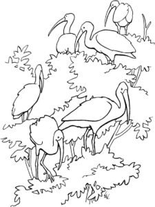 Ibis coloring page