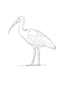 Ibis coloring page