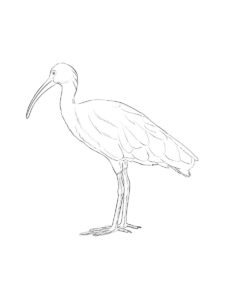 Ibis coloring page