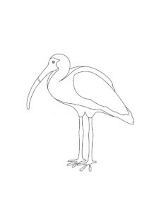 Ibis coloring page