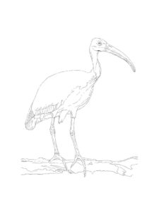 Ibis coloring page