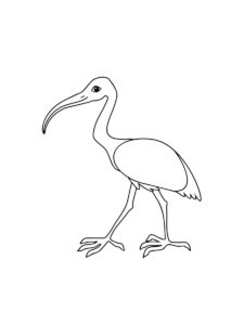 Ibis coloring page