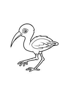 Ibis coloring page