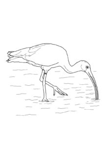 Ibis coloring page