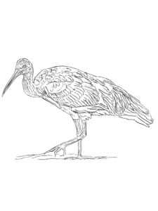 Ibis coloring page