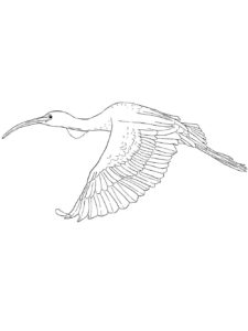 Ibis coloring page