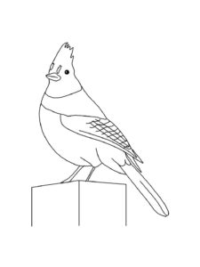 Jay coloring page