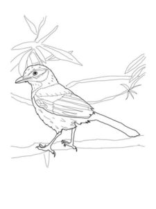 Jay coloring page