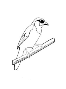 Jay coloring page