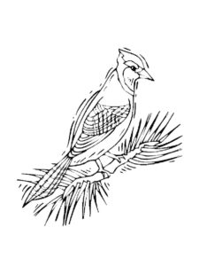 Jay coloring page