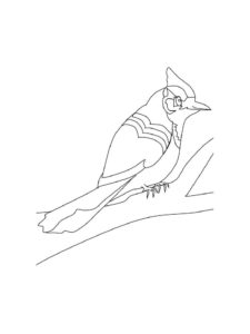 Jay coloring page