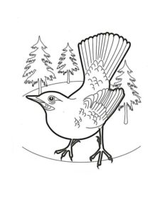 Jay coloring page