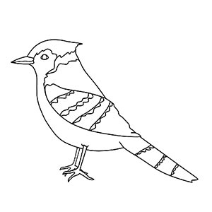 Jay coloring pages