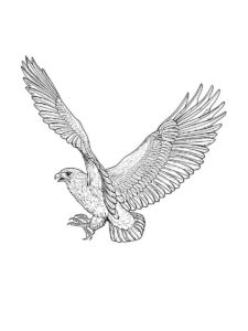 Kite Bird coloring page