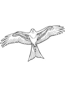 Kite Bird coloring page