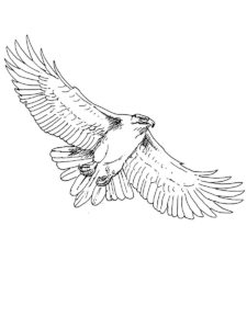 Kite Bird coloring page