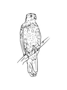 Kite Bird coloring page