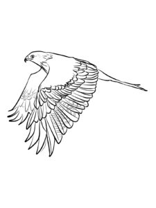 Kite Bird coloring page