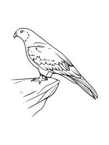 Kite Bird coloring page