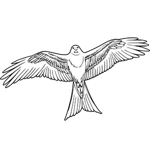 Kite Bird coloring pages