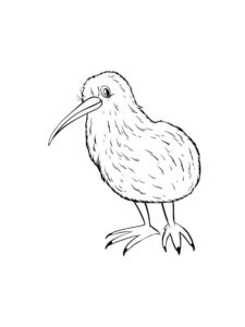 Kiwi Bird coloring page