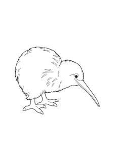 Kiwi Bird coloring page