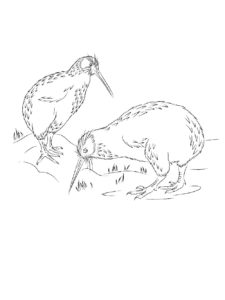 Kiwi Bird coloring page